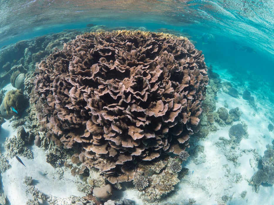 1 Hour Coral Viewing Cruise - We Wander