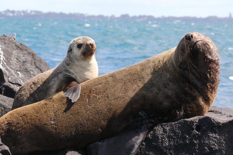 1.5Hr Dolphin And Seal Watching Eco Boat Tour Mornington Peninsula - We Wander