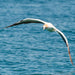 1.5Hr Dolphin And Seal Watching Eco Boat Tour Mornington Peninsula - We Wander