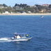 1.5Hr Dolphin And Seal Watching Eco Boat Tour Mornington Peninsula - We Wander