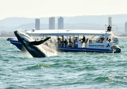 2.5Hr Whale Watching Cruise - We Wander