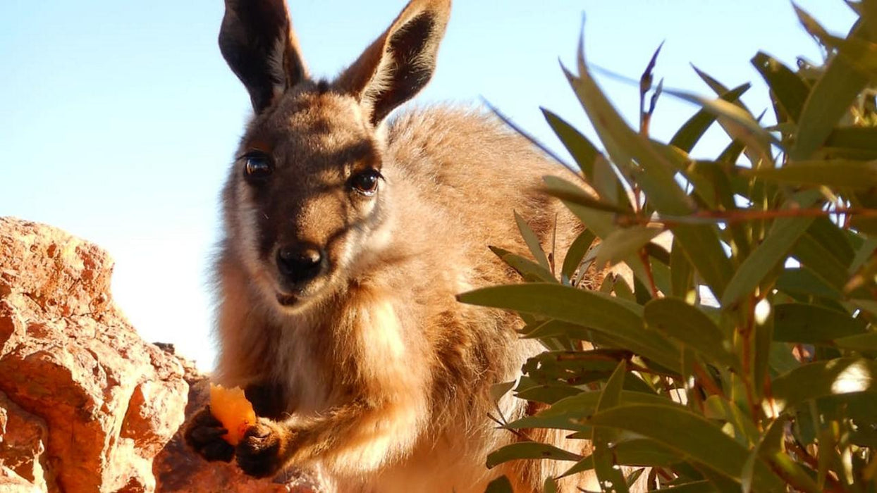 3 - Day Flinders Ranges & Outback Small Group 4Wd Eco Safari - We Wander