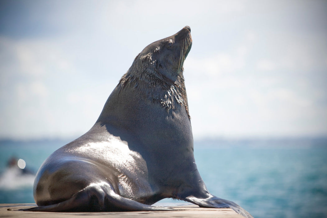 3 Hour Dolphin And Seal Swim - We Wander