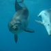 3 Hour Dolphin And Seal Swim - We Wander