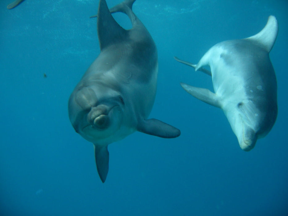 3 Hour Dolphin And Seal Swim - We Wander