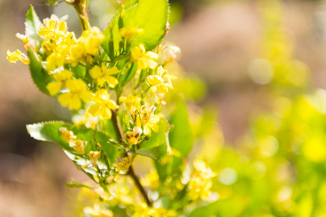 Autopia Tours: Melbourne To Adelaide 2 Day 