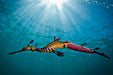 Snorkel With Sea Dragons