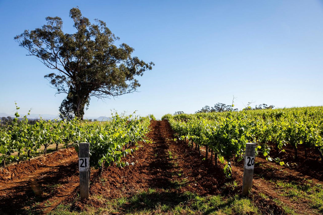 Autopia Tours: Hunter Valley Scenic Wine Tour With Lunch