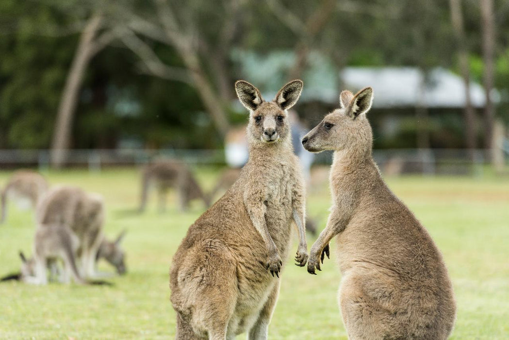 Autopia Tours: Adelaide To Melbourne 3 Day Tour 