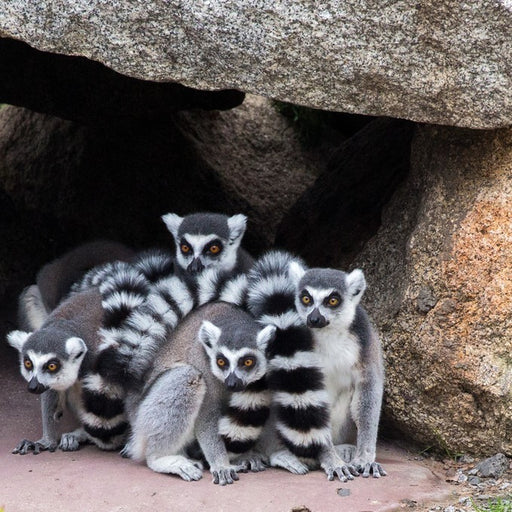 Werribee Open Range Zoo General Entry 