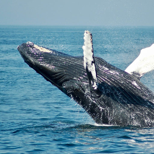 Hervey Bay's Ultimate Whale Watch