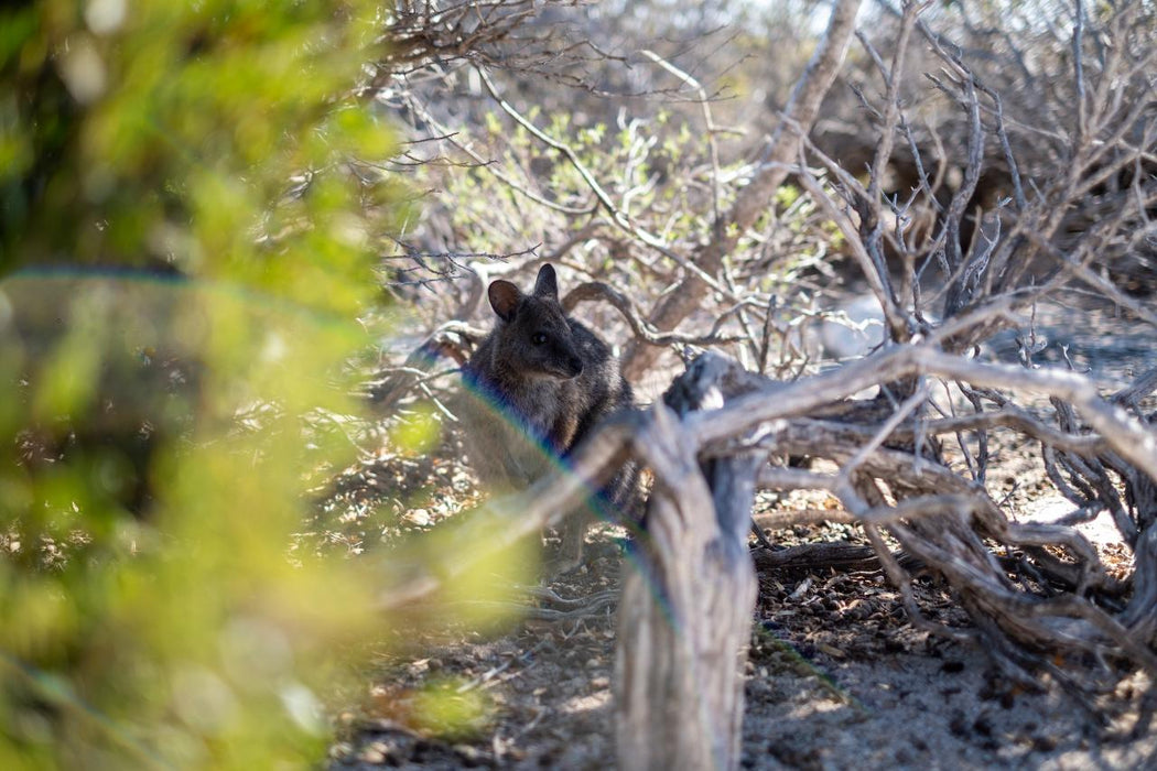 Abrolhos Islands Scenic Flyover - We Wander