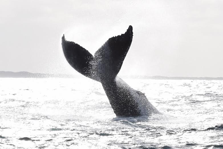 Augusta Whale Watching - We Wander