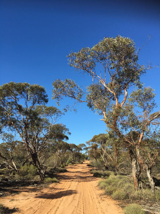 Australian Bush Delights - Hattah National Park Tour - We Wander