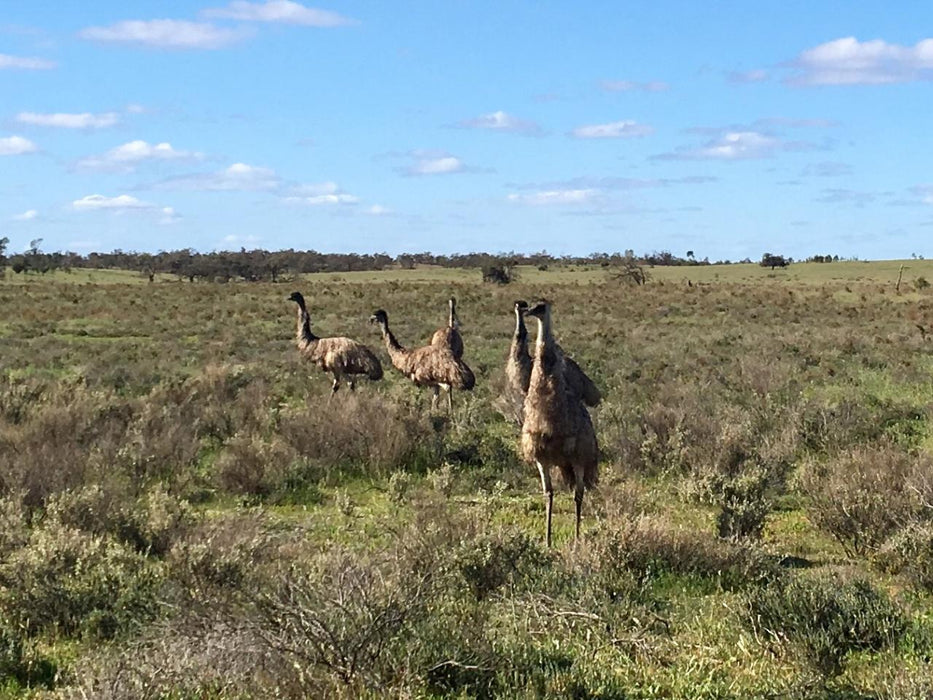 Australian Bush Delights - Hattah National Park Tour - We Wander