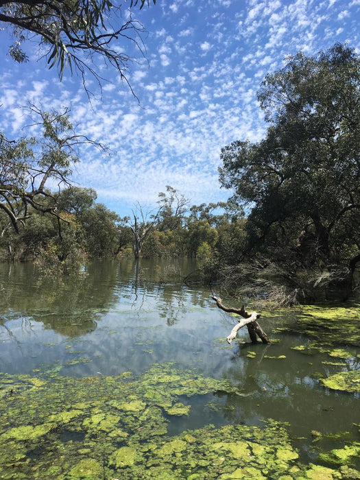 Australian Bush Delights - Hattah National Park Tour - We Wander