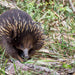 Autopia Tours: Great Ocean Road To Grampians 2 Day - We Wander