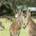 Autopia Tours: Great Ocean Road To Grampians 2 Day - We Wander