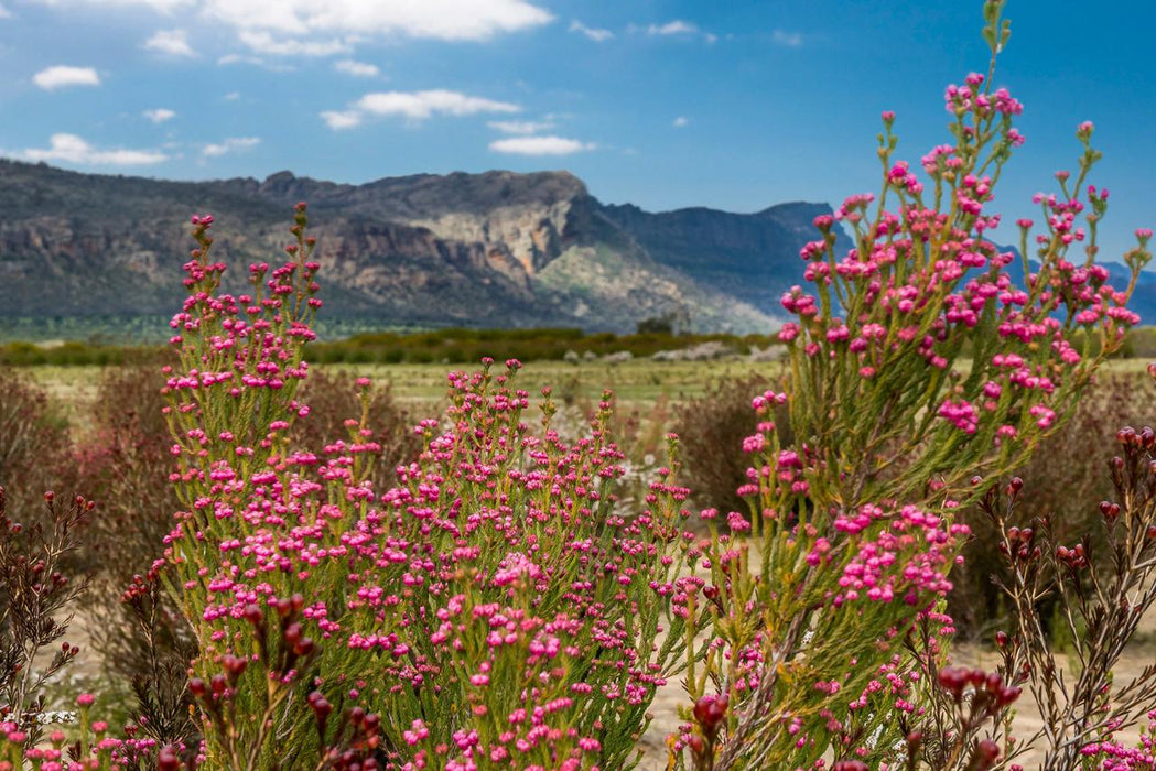 Autopia Tours: Great Ocean Road To Grampians 3 Day - We Wander