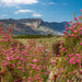 Autopia Tours: Great Ocean Road To Grampians 3 Day - We Wander