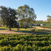 Barossa Valley Behind The Scenes Winery And Vineyard Experience Kies Family Wines - We Wander