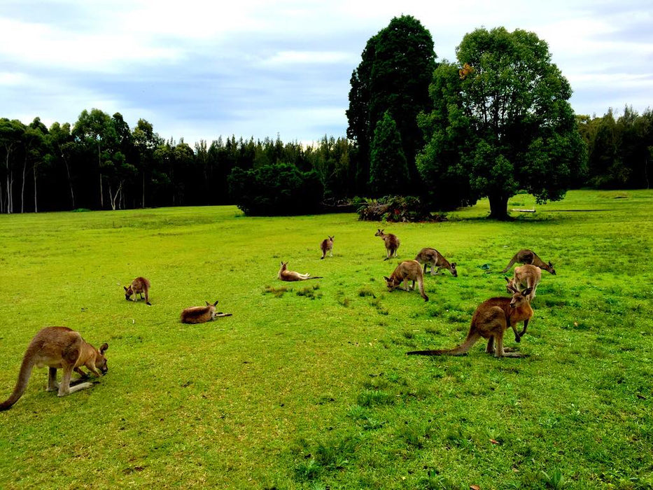 Blue Mountains Day, Sunset Tour & Glow Worms Night Adventure - We Wander