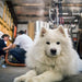 Brewery Tour, Tasting And Lunch At Smiling Samoyed Brewery - We Wander