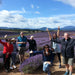 Bridestowe Lavender Farm Shuttle - We Wander