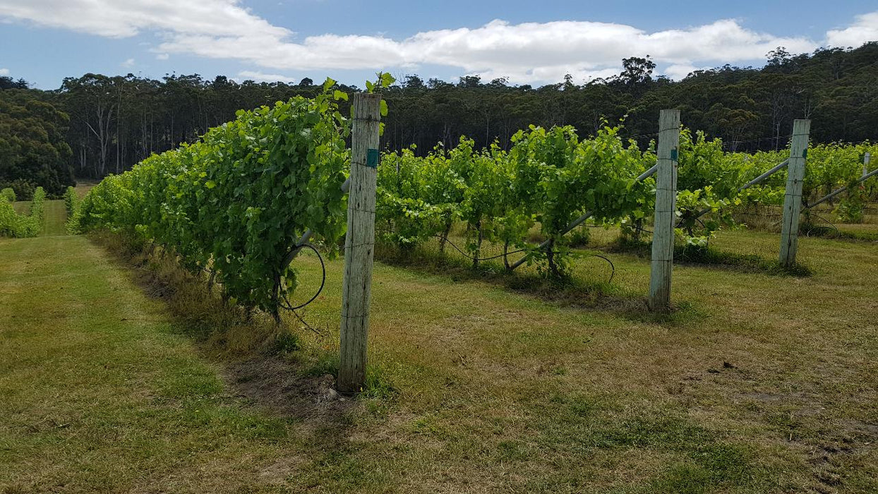 Bruny Island Day Tour - We Wander