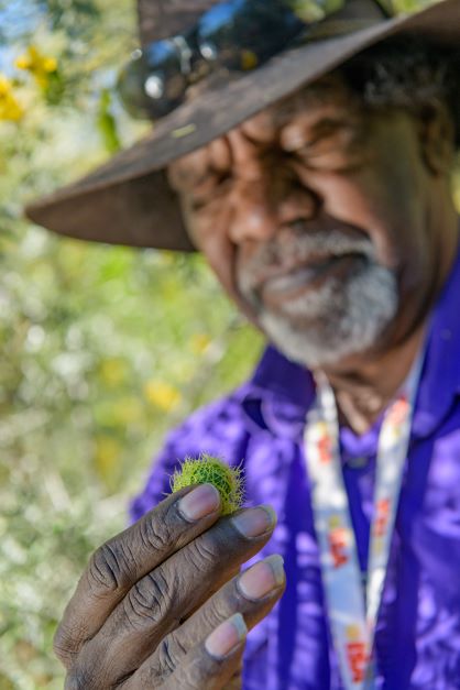 Bush Tucker Experience - We Wander