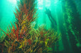 Busselton Jetty, Train Ride & Dolphin Discovery - We Wander