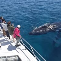 Busselton Whale Watching - We Wander