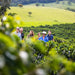 Cairns Tablelands Tasting Tour - We Wander