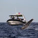 Coastal Express 2Hr Mooloolaba Whale Watching Experience - We Wander