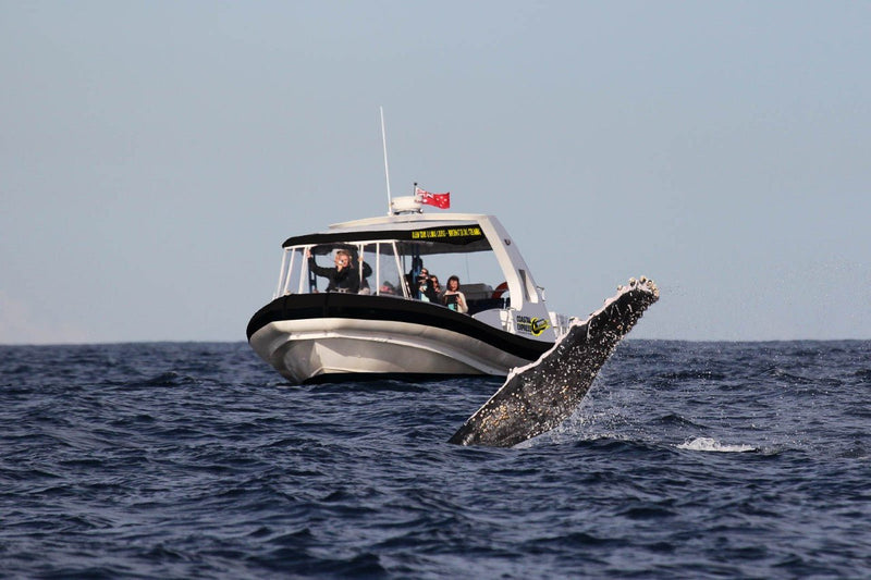 Coastal Express 2Hr Mooloolaba Whale Watching Experience - We Wander