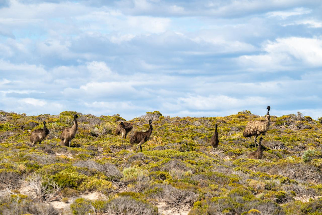 Coffin Bay - Oyster, Off - Road Sightseeing 4Wd Full - Day Tour - We Wander