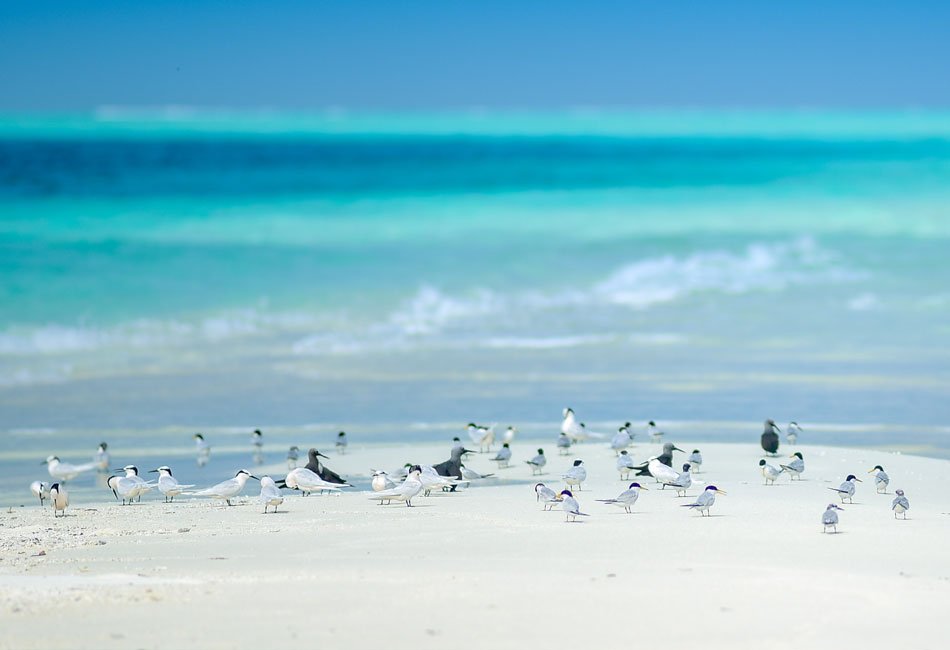 Coral Cay Bubbles - We Wander