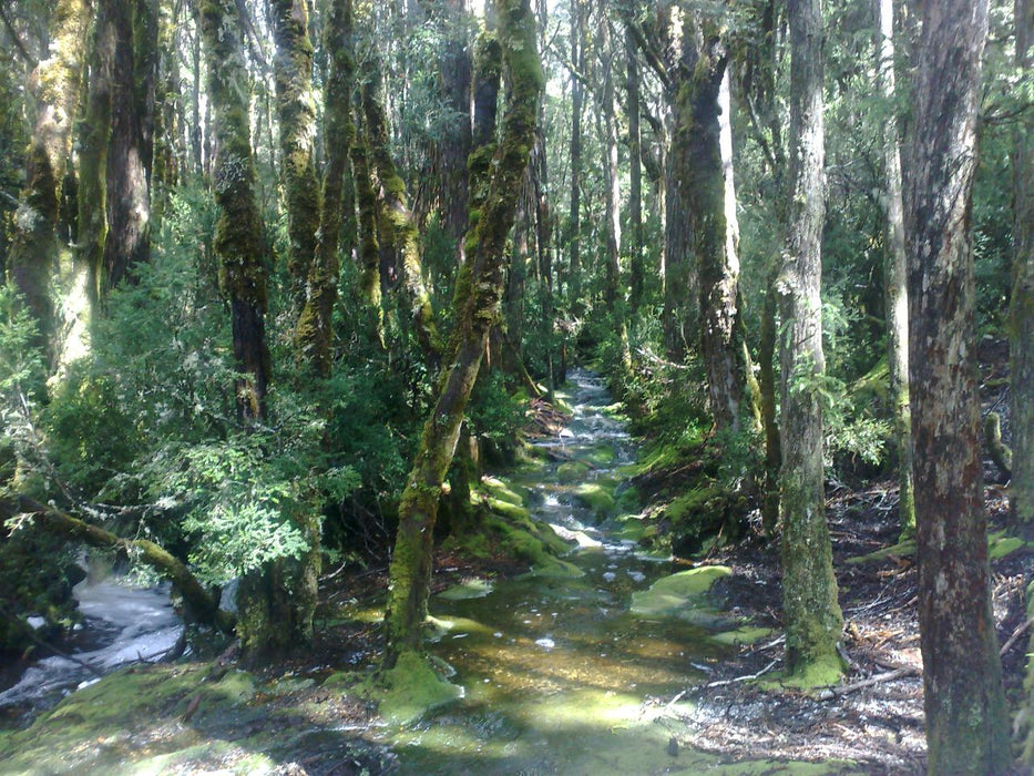 Cradle Mountain Day Tour - We Wander