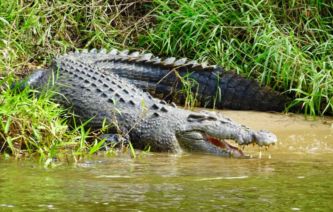 Crocodile Express Daintree Rainforest & Wildlife Cruise From Daintree Village - We Wander