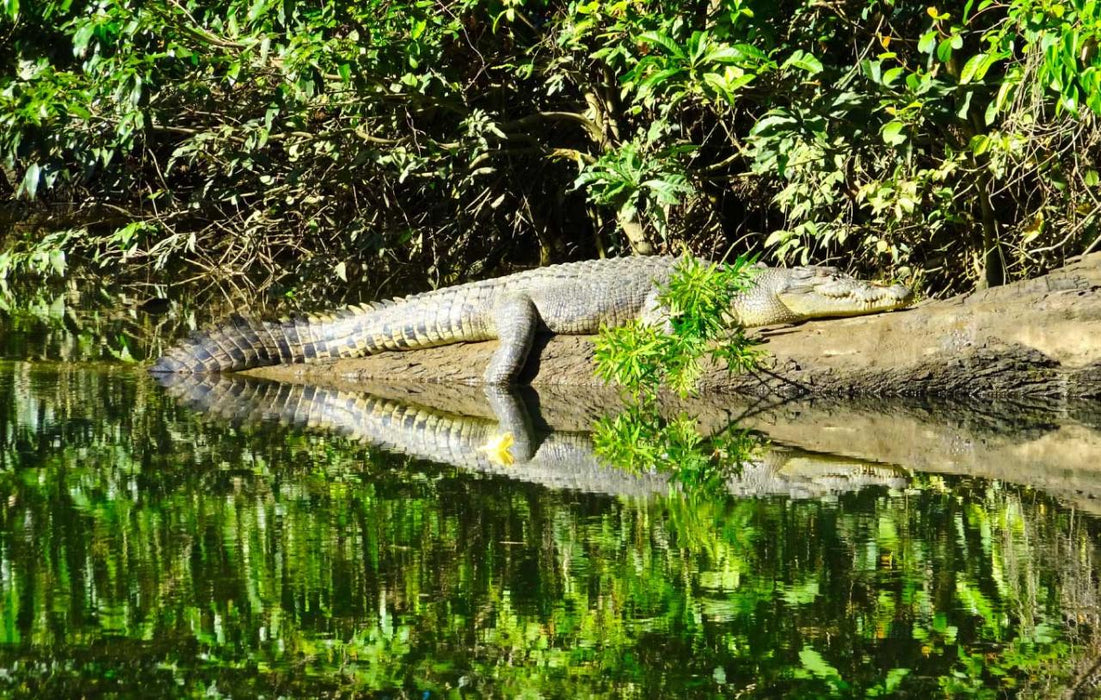 Crocodile Express Daintree Rainforest & Wildlife Cruise From Daintree Village - We Wander