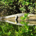 Crocodile Express Daintree Rainforest & Wildlife Cruise From Daintree Village - We Wander