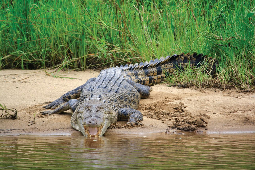 Crocodile Express Daintree River Cruise Daintree Village & Daintree Discovery Centre Unlimited Pass - We Wander