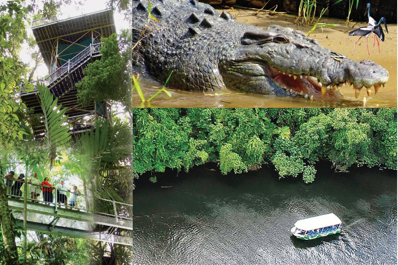 Crocodile Express Daintree River Cruise Daintree Village & Daintree Discovery Centre Unlimited Pass - We Wander