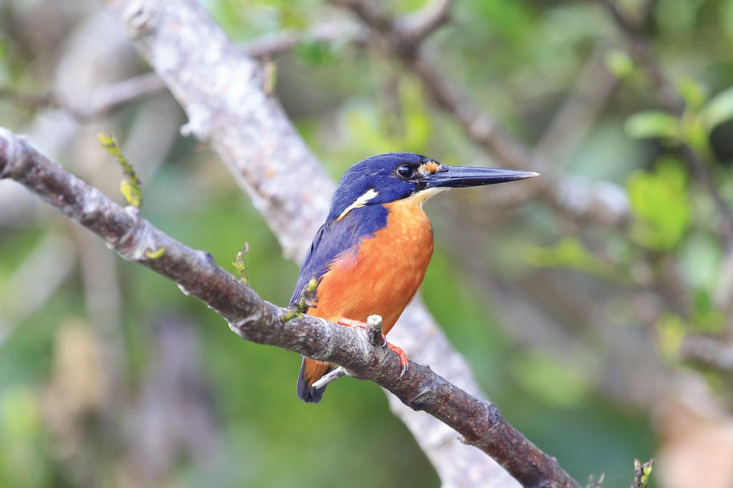 Crocodile Express Daintree River Cruise Daintree Village & Daintree Discovery Centre Unlimited Pass - We Wander