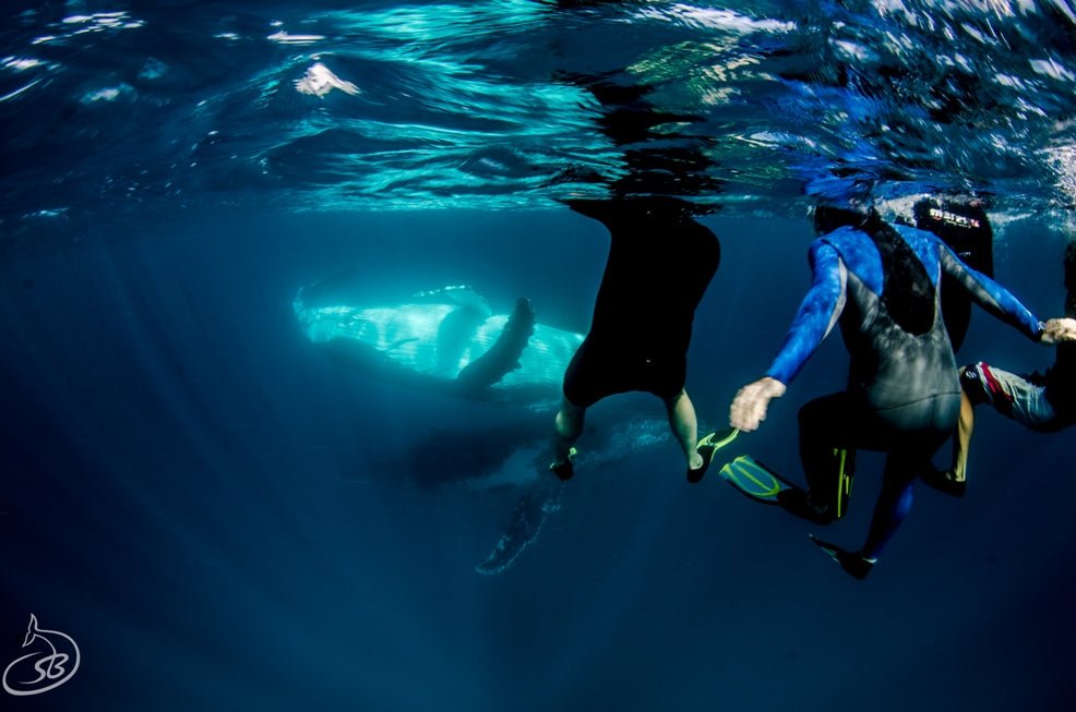 Deluxe Humpback Whale Watching Tour - We Wander