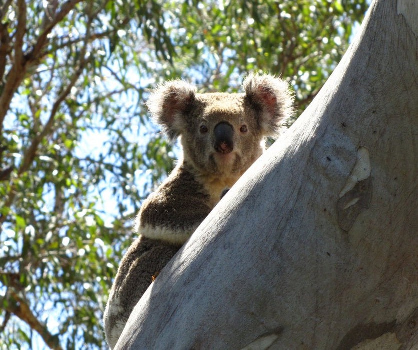 Discover Carnarvon Ranges - We Wander