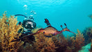 Discover Scuba Dive - We Wander