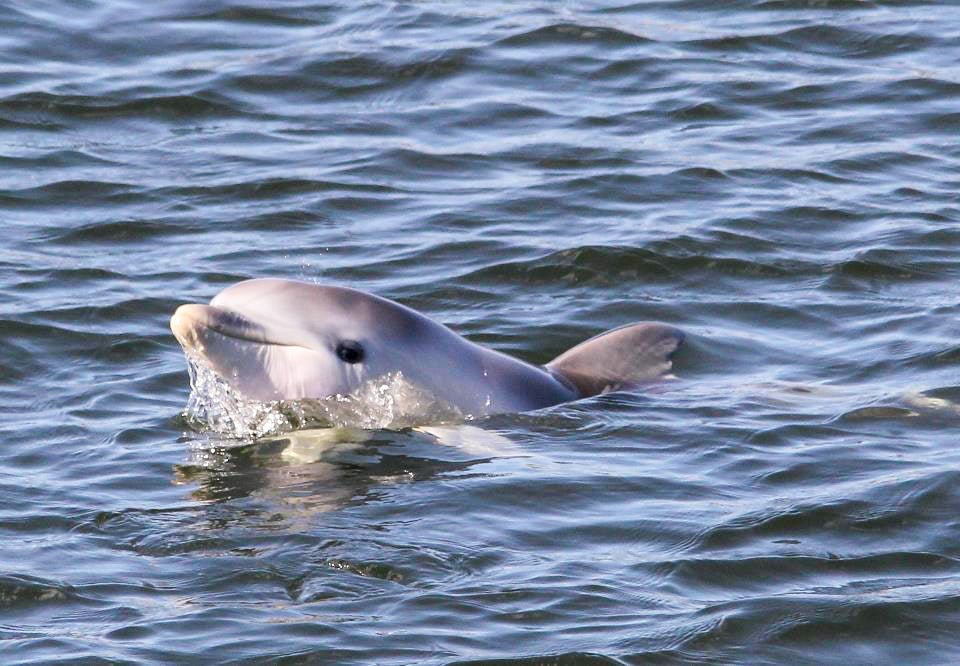 Dolphin Sanctuary Mangroves Tour - We Wander