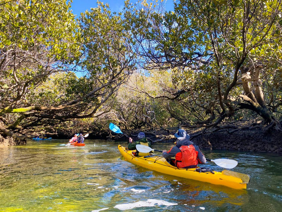 Dolphin Sanctuary & Ships Graveyard Kayak Tour - We Wander