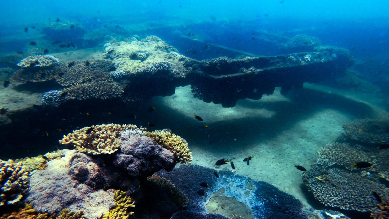 Dolphin & Tangalooma Wrecks Cruise - We Wander